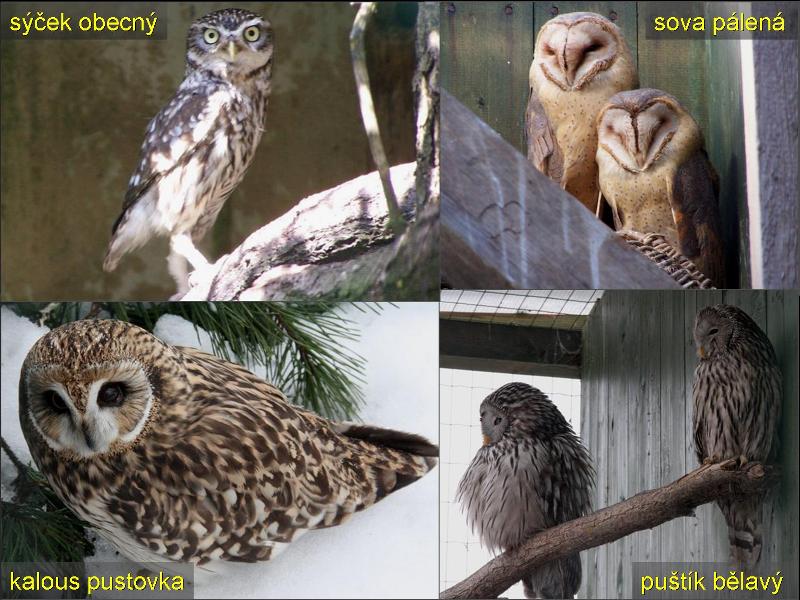 Část soví kolekce. Foto - Petr Suvorov. 20091114j