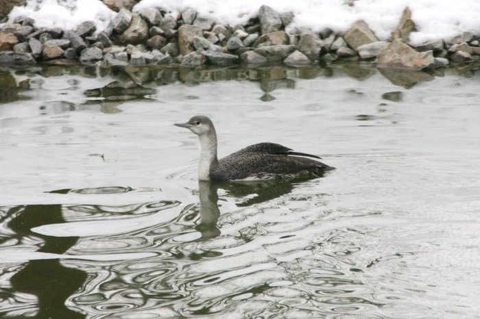 Vzácný chovanec - potáplice malá v zimním šatě. Foto - Petr Suvorov. 20091114k
