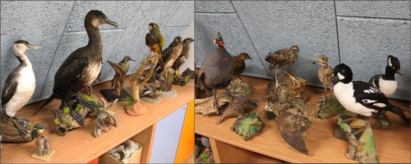 Část sbírky vycpanin, které jsou součástí expozice. Foto - Petr Suvorov. 20091114l