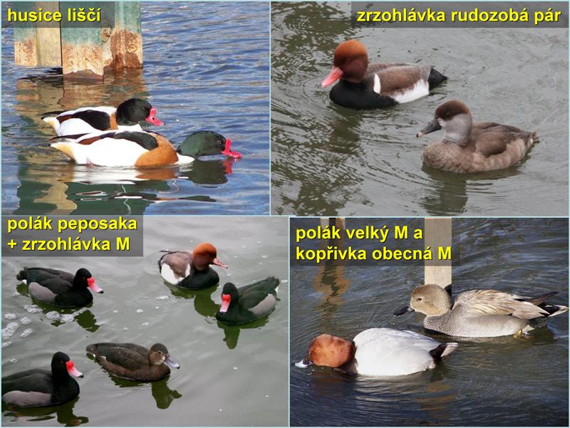 Vrubozobí 1. Foto - Petr Suvorov. 20091211