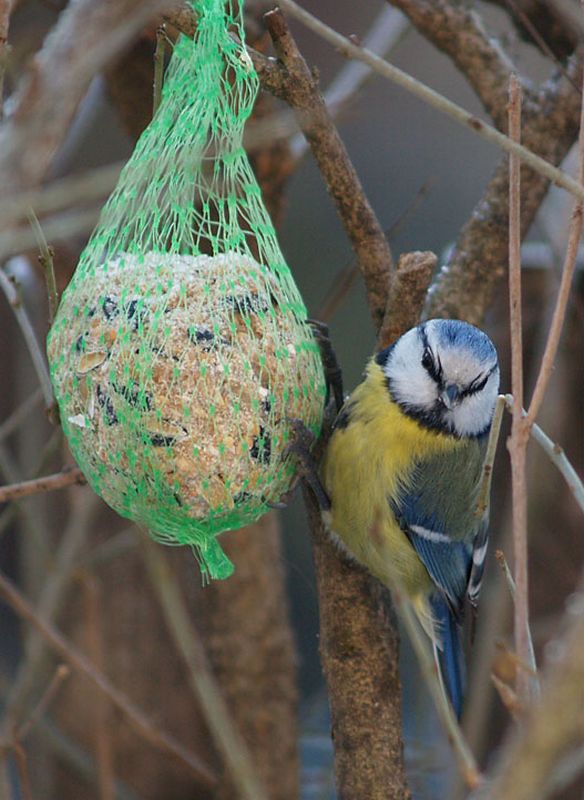 Sýkora modřinka na krmítku v parku. Foto - Petr Kaňka. 20100108a