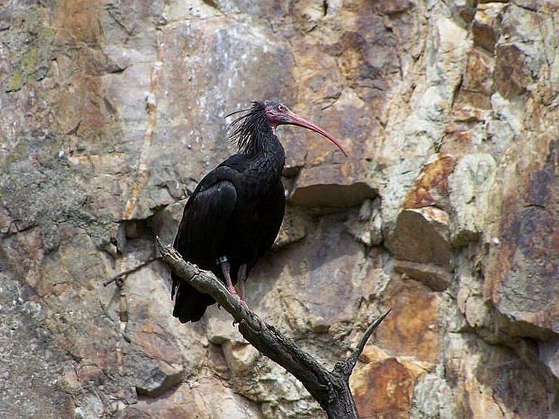 Ibis skalní je zařazen do projektu na záchranu druhu. Foto – Petr Suvorov. 20100110b