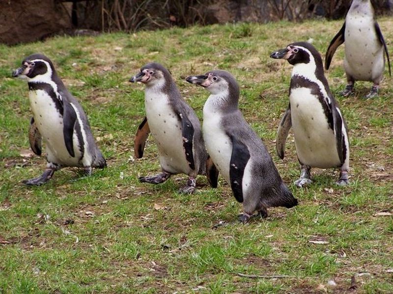 Skupina tučňáků Humboldtových. Foto – Petr Suvorov. 20100110d