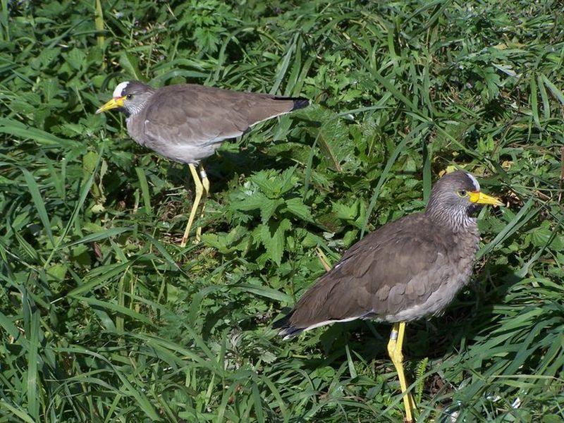 V zoo jen vzácně chované čejky senegalské umí velmi energicky obhajovat své teritorium. Foto – Petr Suvorov. 20100110e
