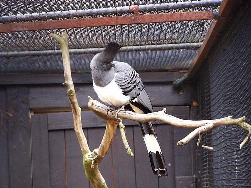 Sparák bělobřichý. Foto – Petr Suvorov. 20100110g