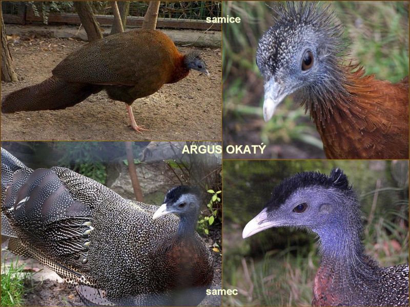 Argus okatý je atraktivní zástupce řádu hrabavých. Foto – Petr Suvorov. 20100110h