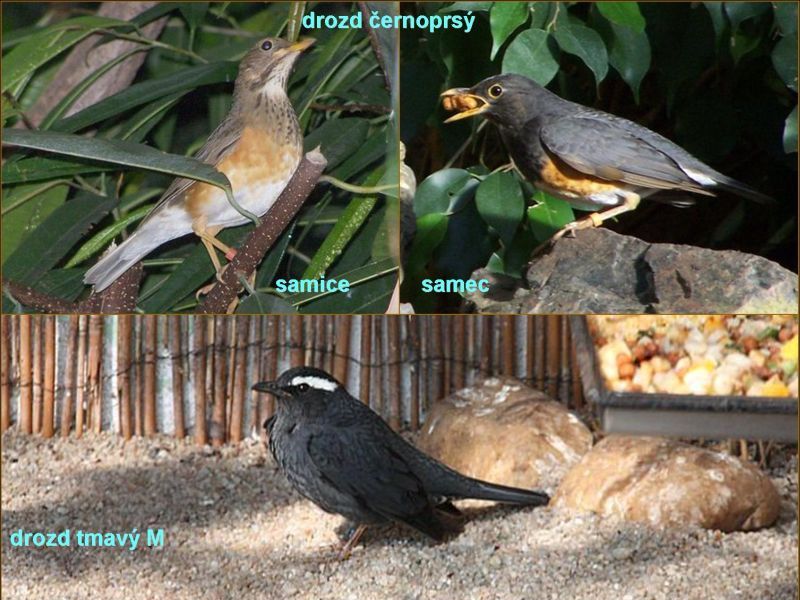 Dva druhy severských drozdů. Foto – Petr Suvorov. 20100110i