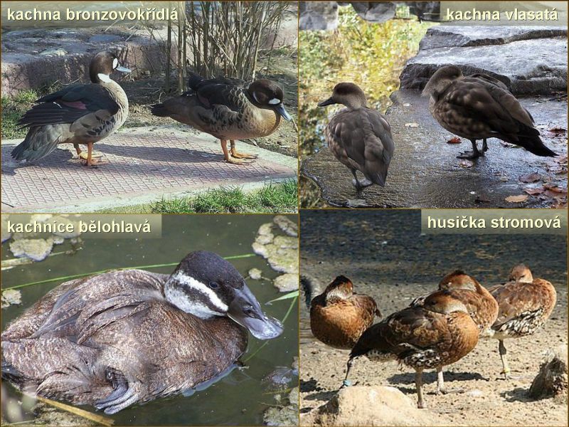 Část kolekce vrubozobých. Foto – Petr Suvorov. 20100110l