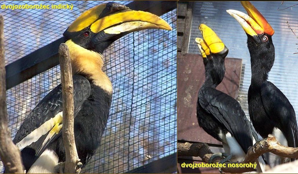 Dvojzoborožci patří v zoo k atraktivním chovancům. Foto – Petr Suvorov. 20100110m