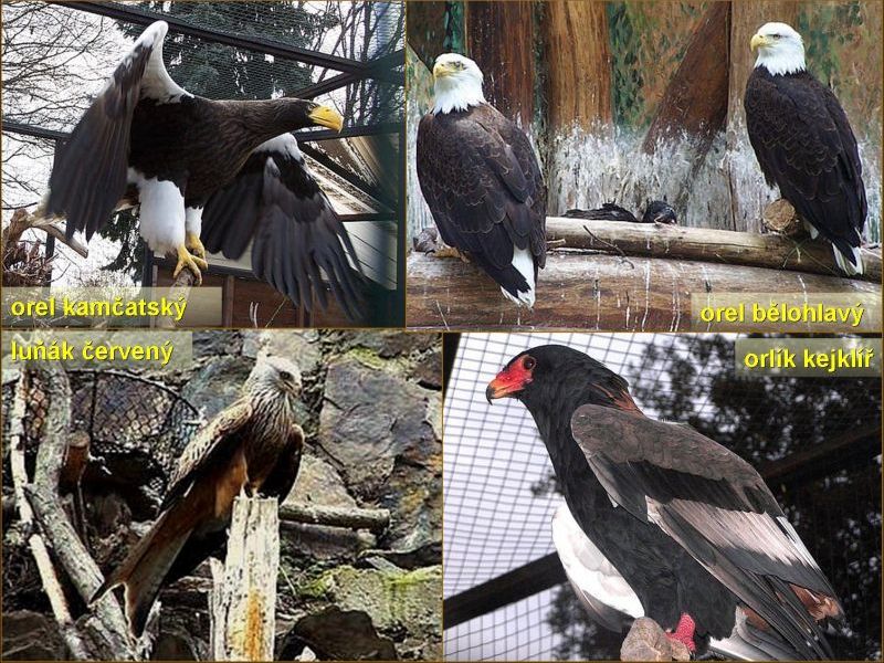 Epozice dravých ptáků je díky hlasovým projevům chovanců nepřehlédnutelná. Foto – Petr Suvorov. 20100110o