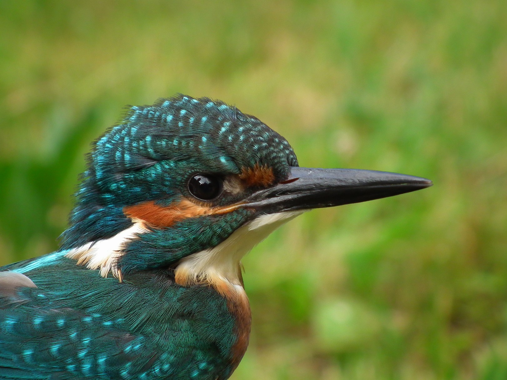 lednacek ricni (Alcedo atthis)