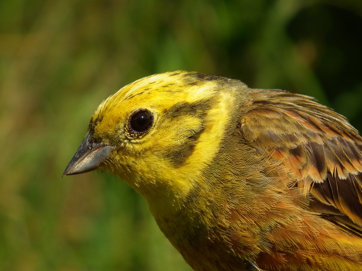 strnad obecny (Emberiza citrinella)