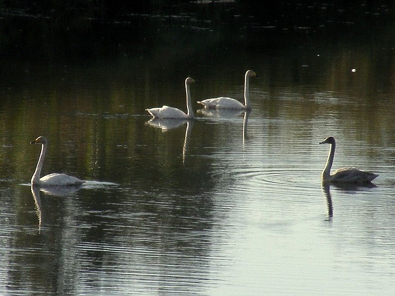 20101203r