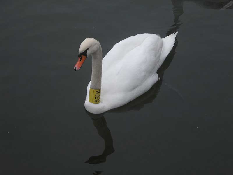 ZAGREB UA2153 + YEL 55PA, 12.02.2008, Kudowa Zdroj (Poland) - foto: J. Vrána