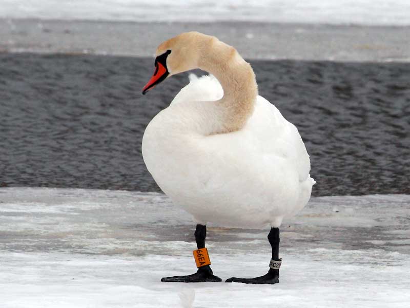 Samice s kroužkem 66EA na zimovišti v obci Kamienna Góra, Dolnoslaskie, Poland, 07.01.2008 - foto: P. Wasiak 66EA