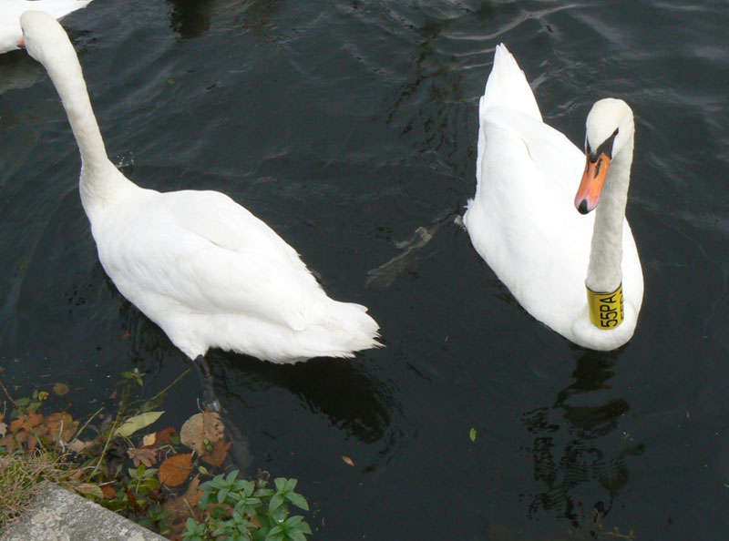 Labuť velká s krčním límcem 55PA (Hradec Králové, 27.10.2008) - foto: K. Bejček