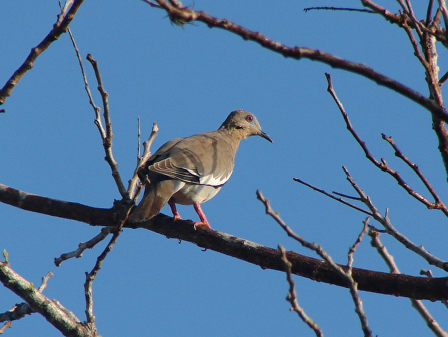 hrdlička bělavokřídlá (Zenaida asiacica) - foto: J. Vaněk