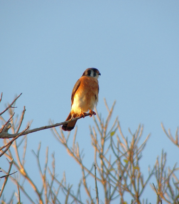 poštolka pestrá (Falco sparverius) - foto: J. Vaněk