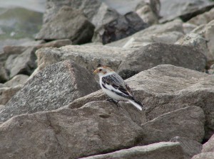 Sněhule severní (Plectrophenax nivalis) – pravidelný zimní host na přehradě. Foto J. Vaněk