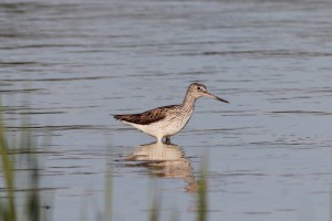  Vodouš šedý (Tringa nebularia), Nový rybník, Opatov. Foto F.Jetmar