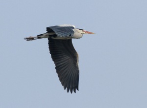 Volavka popelavá (Ardea cinerea). Foto T. Bělka