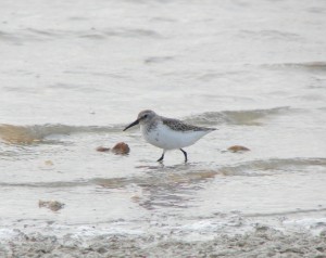 Lednové foto jespáka obecného (Calidris alpina). Foto J. Vaněk