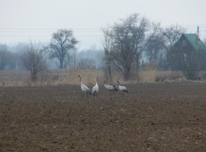 V březnu se u přehrady zdržovala skupinka jeřábů popelavých (Grus grus). Foto J. Vaněk