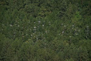 Lesní kolonie volavek popelavých (Ardea cinerea) u Pěčíkova. Foto J.Mach.