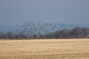 Kulíci zlatí (Pluvialis apricaria) u Dolního Újezdu. Foto F.Jetmar.