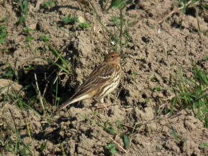 Linduška rudokrká (Anthus cervinus) v polích u Hradce nad Svitavou. Foto J.Mach.