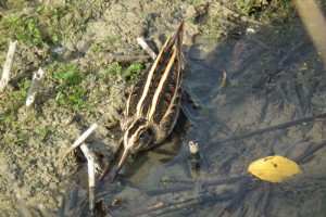 Slučka malá (Lymnocrytes minimus), u Nového rybníka, Opatov. Foto J.Mach.