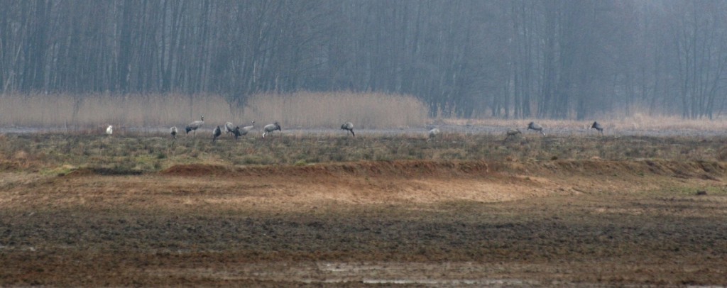 Jeřábi popelaví v NPR Bohdanečský rybník. foto L. Kadava