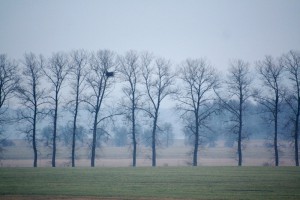 Nové hnízdo na Jičínsku je velmi nápadné. Březen 2015. Foto L. Kadava