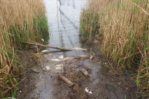 Leklé a rozkládající se ryby zahnané větrem na průseky se vyznačovaly i "charakteristickou vůní". Foto L. Urbánek