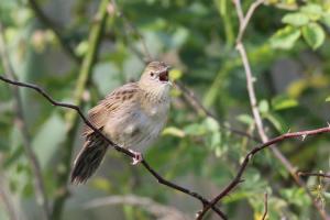 Cvrčilka zelená (Locustella naevia), hnízdí na lokalitě pouze v několika párech. O poznání bohatší je na tento druh blízká cidlinská niva. Foto J. Ebr  