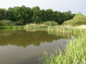 Litorální porosty rybníka Temník. Foto . Hůlka