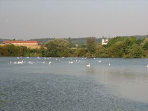 Ostruženský rybník. Letniště labutí. foto V. Šoltys