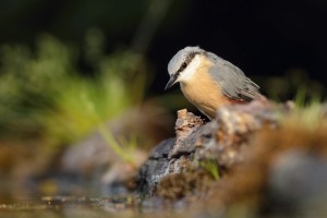 Brhlík lesní. Foto J. Bartoš