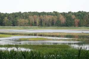 Rybník Černý Nadýmač v srpnu 2015, již po ústupu části plovoucí vodní vegetace. Foto L. Kadava