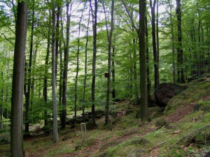 Hnízdní prostředí puštíka obecného. Foto M. Dusík