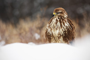 Káně lesní. Foto L. Holásek