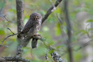 Kulíšek nejmenší s kořistí. Foto Jari Peltomäki