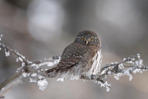 Kulíšek nejmenší. Foto Jari Peltomäki