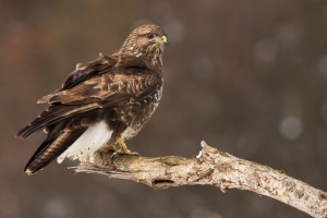 Portrét káně lesní. Foto L. Holásek