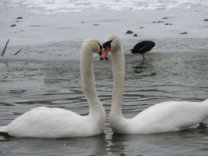 Labuť velká. foto Světlana Vránová