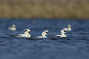 Samci morčáka bílého (Mergellus albellus) Foto: Milosz Kowalewski