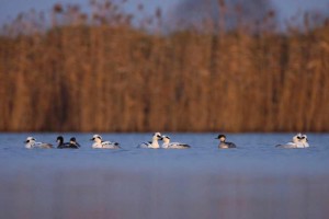 Morčák bílý (Mergellus albellus) Foto: Milosz Kowalewski