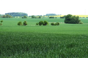 Zemědělská krajina na Novobydžovsku. Luňákům postačí k hnízdění drobnější lesíky či remízy. Foto L. Kadava