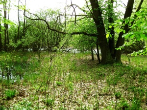 Zdější lesy si částečně uchovávají přirozenou skladbu dřevin. Tvrdý luh u rybníka Temník. Foto L. Kadava
