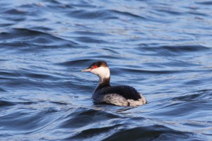 Potápka žlutorohá (Podiceps auritus) - rybník Hvězda , Opatov (foto F. Jetmar)